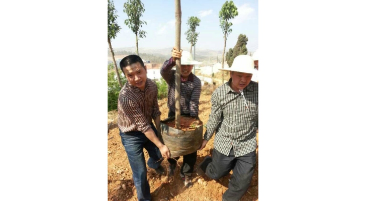 云大总裁五班学员参加植树活动